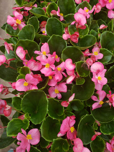 Fibrous Begonias - various colours