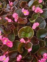 Load image into Gallery viewer, Fibrous Begonias - various colours
