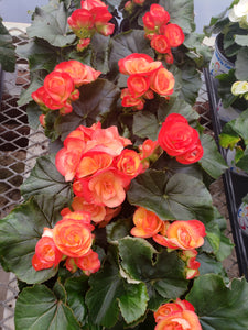 Rieger Begonia - 4 inch pot - coral