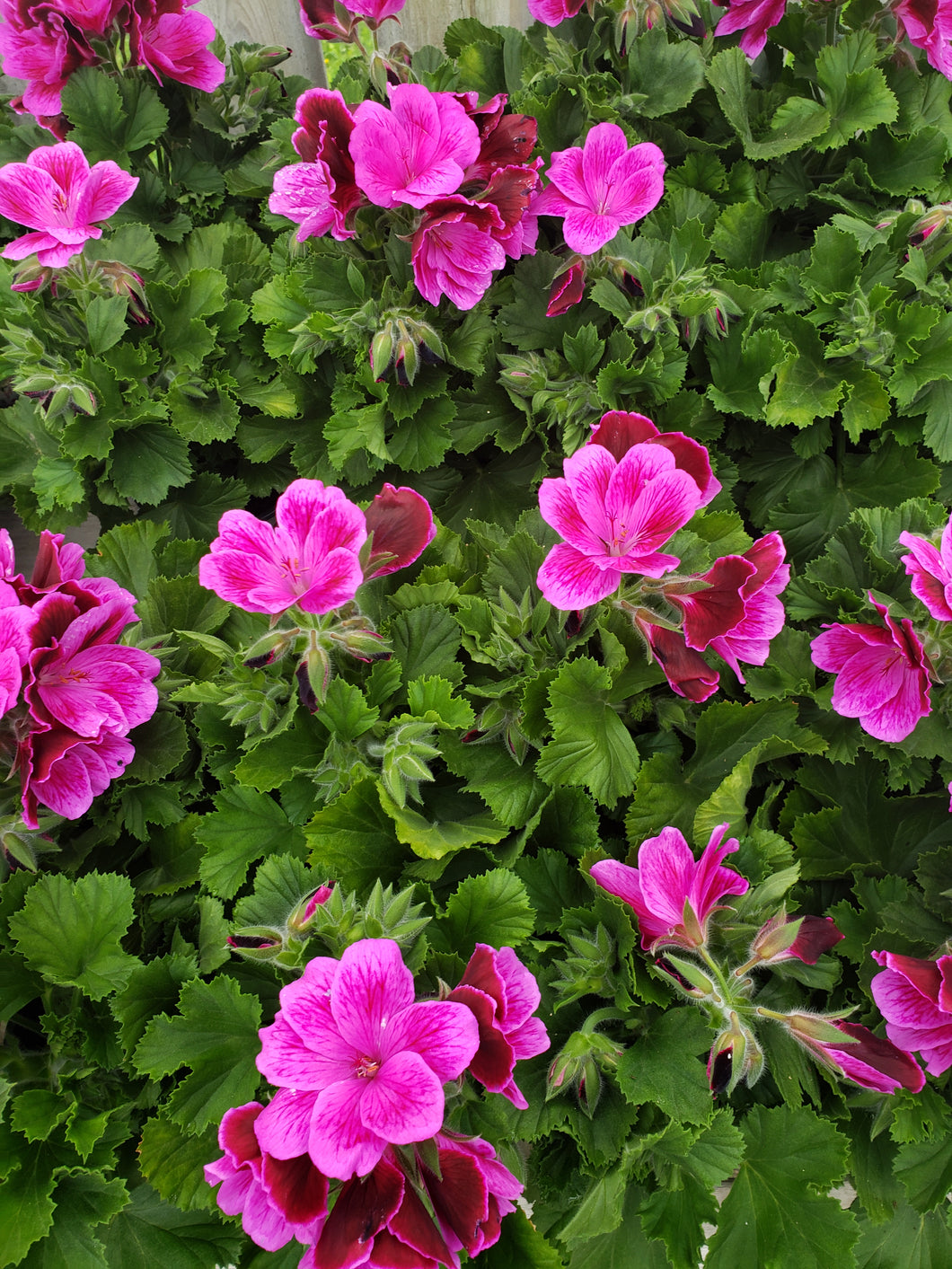 Martha Washington geranium (Regal) - 5 inch pot - Pink