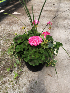 Geranium deck pot with ivy - 12" - Hot Pink