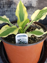 Load image into Gallery viewer, Hosta - 6&quot; pot - various kinds

