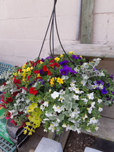 Load image into Gallery viewer, 14&quot; Hanging Basket - purple, yellow, white and red million bells with licorice and lysmachia
