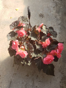 Tuberous Begonia - 10 inch hanging basket - various colours
