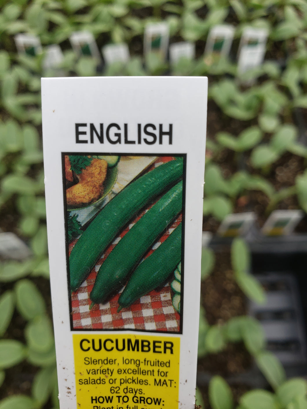 Cucumbers - English