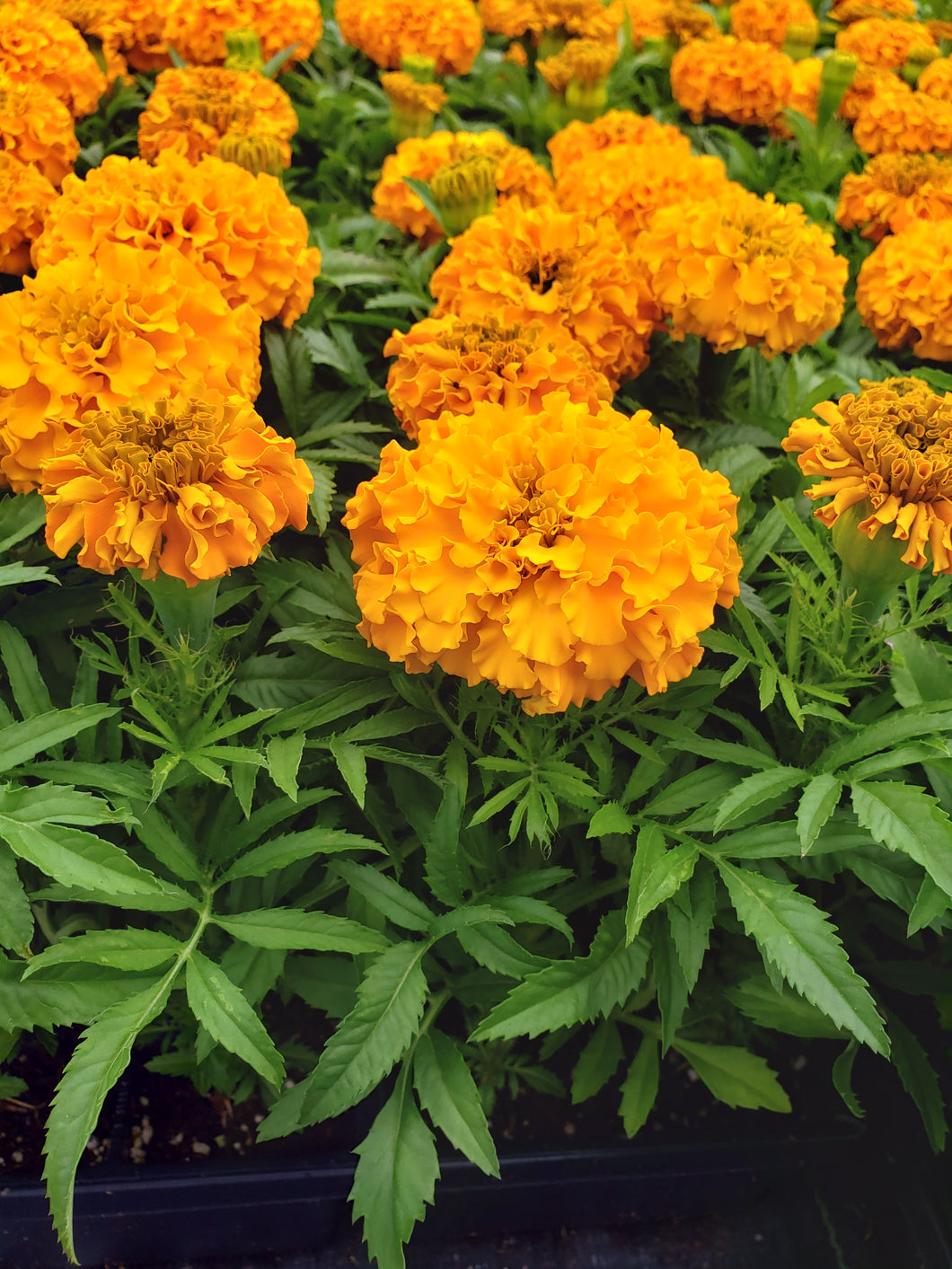 Marigold - ('Discovery Orange') - big head variety