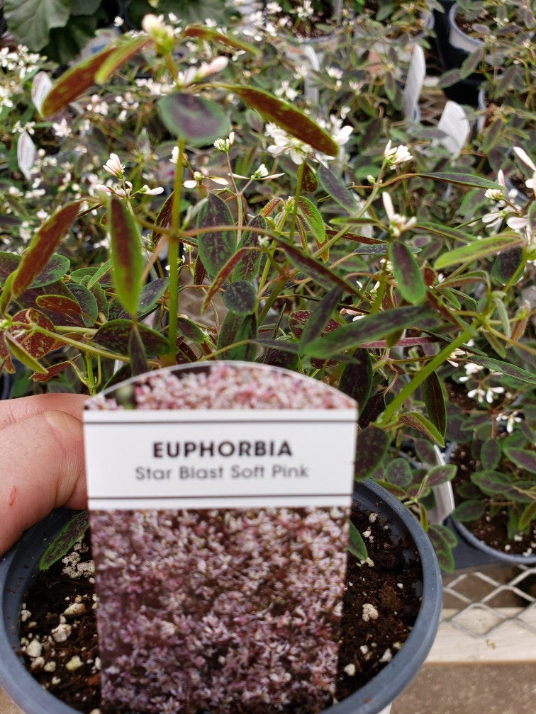 Euphorbia - 4 inch pot - Star Blast Soft Pink