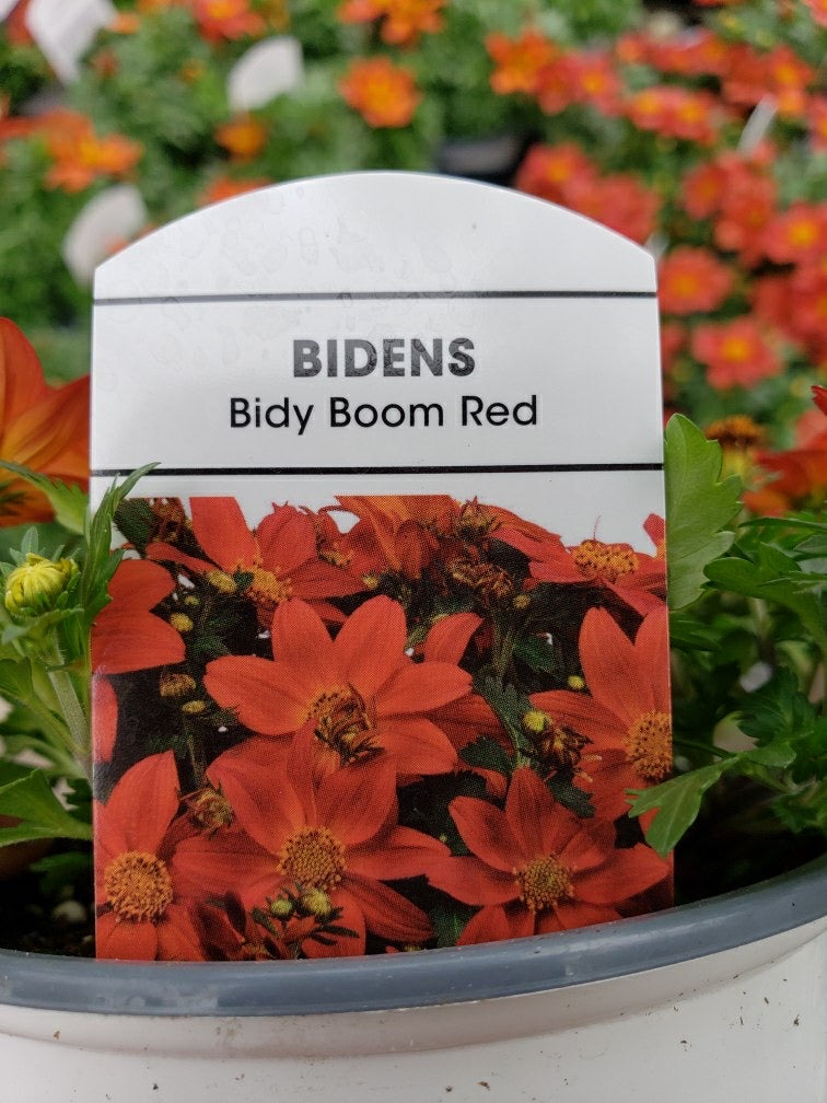 Bidens - 4 inch pot - Bidy Boom Red