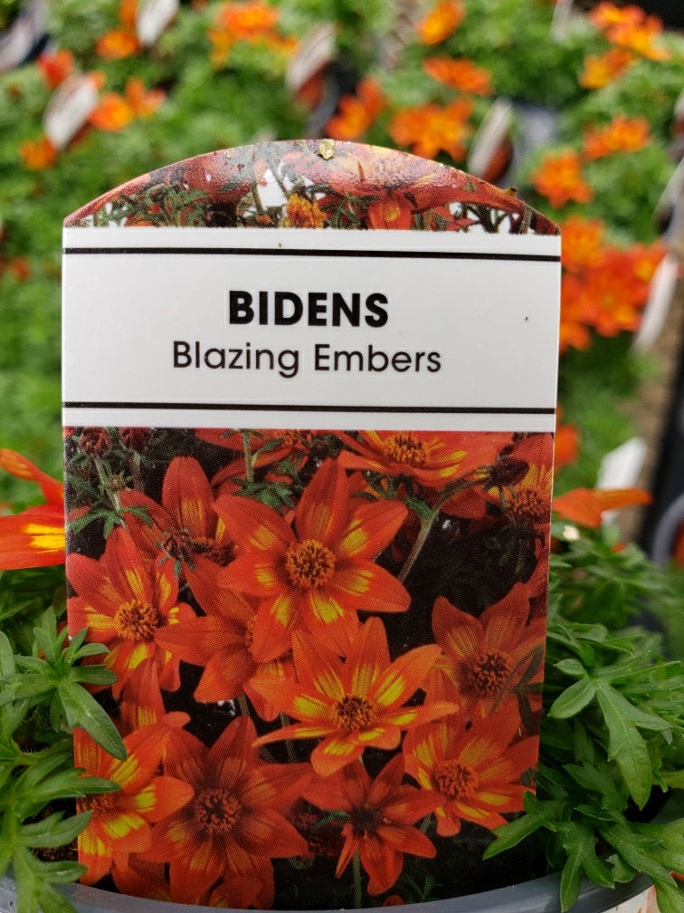 Bidens - 4 inch pot - Blazing Embers