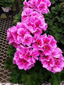 Geranium - 4 inch pot - double bloom pink #5
