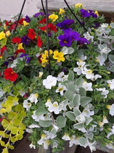 Load image into Gallery viewer, 14&quot; Hanging Basket - purple, yellow, white and red million bells with licorice and lysmachia

