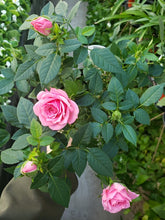 Load image into Gallery viewer, Miniature Roses - Pink
