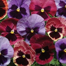 Load image into Gallery viewer, Pansy - Bowls
