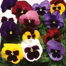 Load image into Gallery viewer, Pansies
