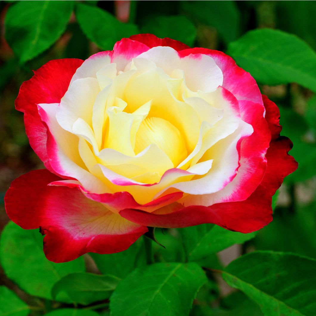 Tea Rose - Double Delight (White/Red)