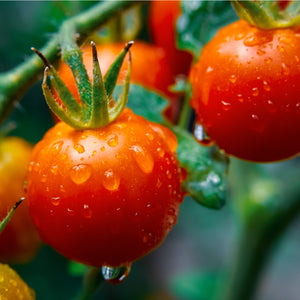 Cherry Tomatoes - Sweet 100