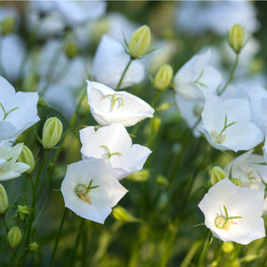 Carpathian Bellflower (Clips White) - campanula carpatica