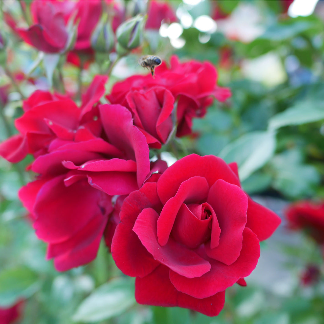 Climbing Rose - Don Juan - dark red