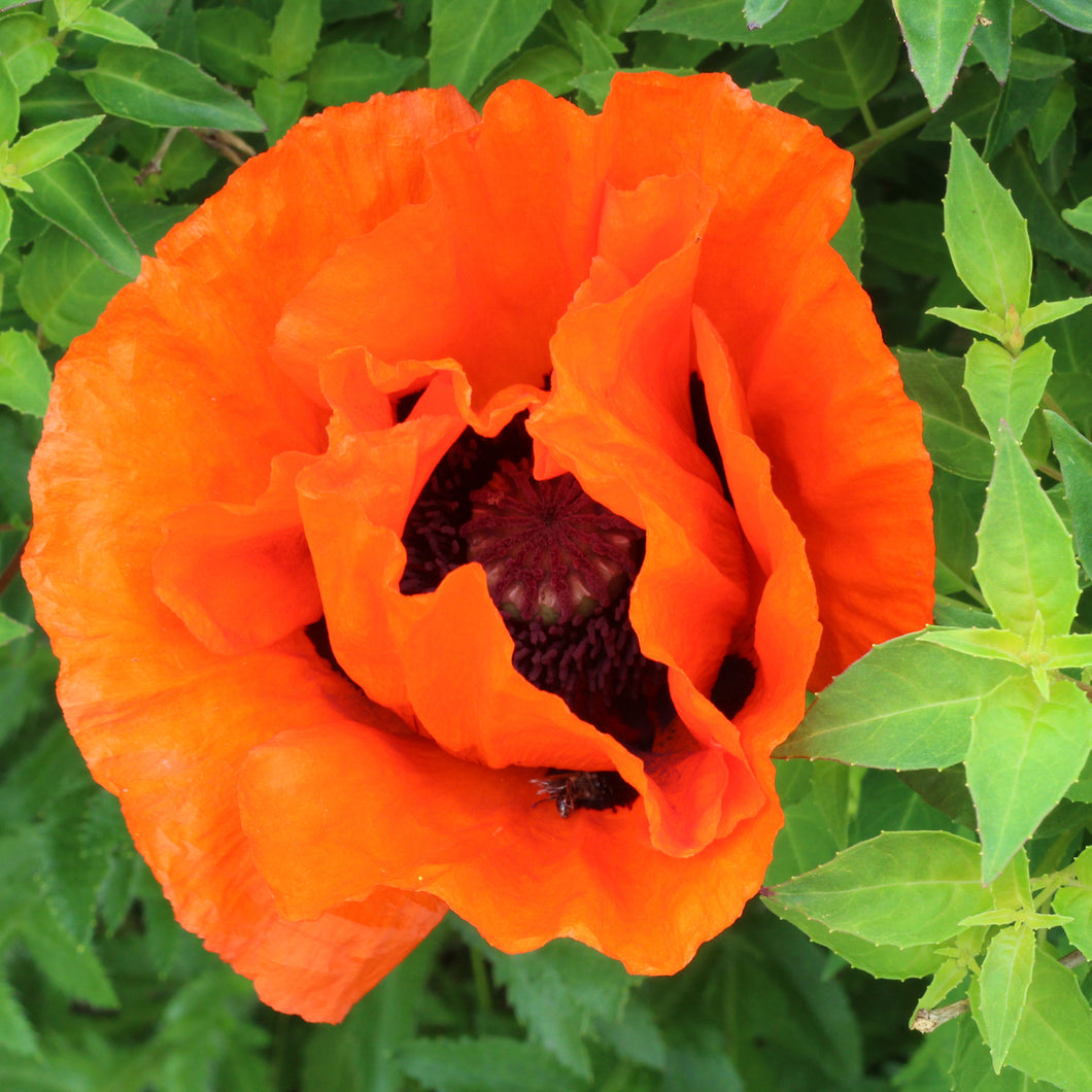 Poppy (Oriental - 'Prince of Orange') - papaver orientale