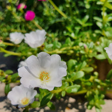 Load image into Gallery viewer, Purslane (portulaca) - 4 inch pot - various colours
