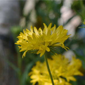 Blanket Flower ('Mesa Yellow') - gaillardia x grandiflora
