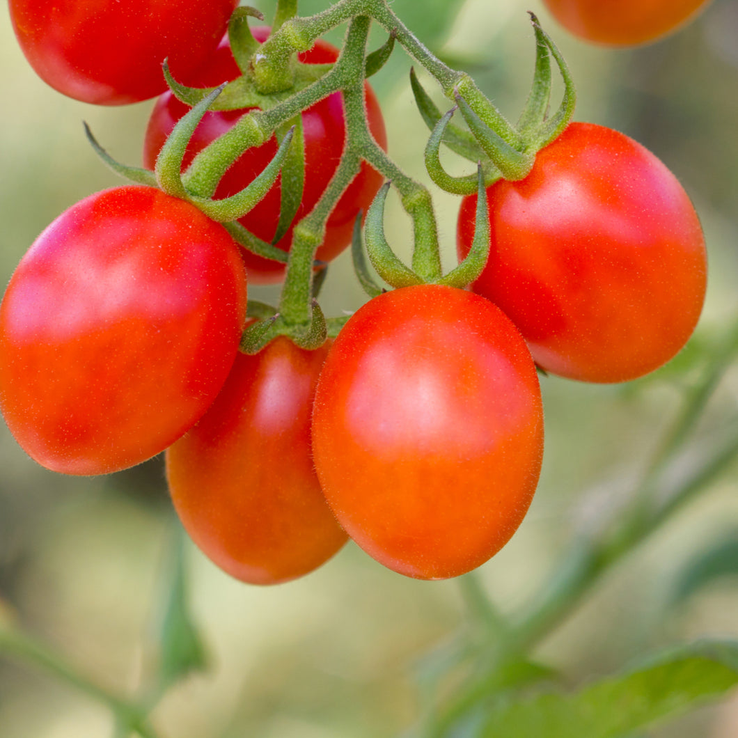 Cherry Tomato - Red Candy