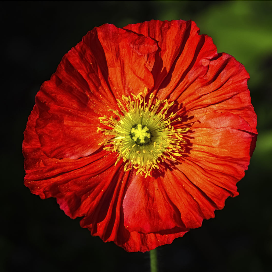 Poppy (Iceland - 'Spring Fever Red') - papaver nudicaule