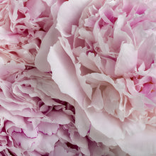 Load image into Gallery viewer, Peony - Large Pot - various colours
