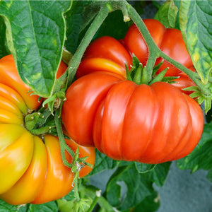Heirloom Tomato Plants (different varieties)