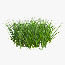 Load image into Gallery viewer, Seeds - * Grass Seed - Bulk (price per pound)
