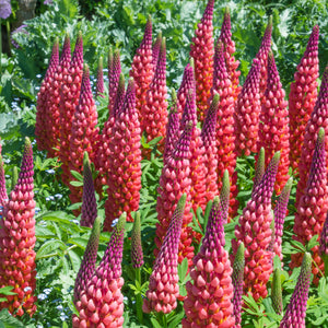 Lupine ('Mini Gallery Red) - lupinus polyphyllus